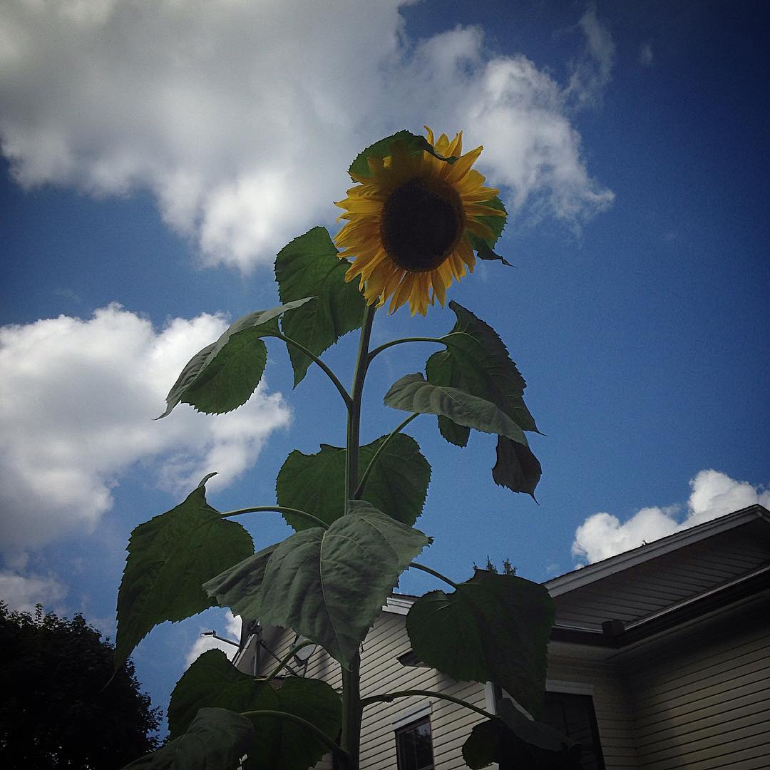Monster sunflower in my parent's backyard!