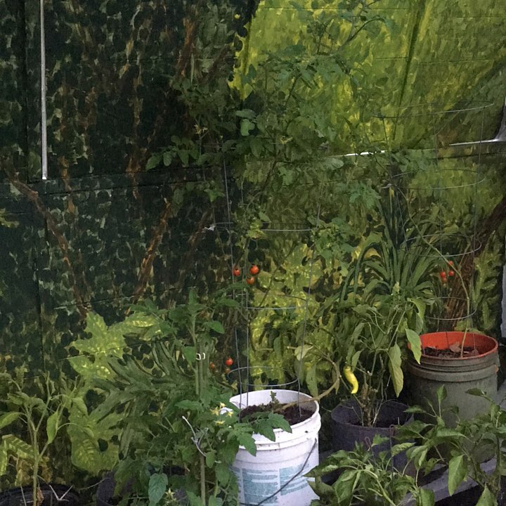 It’s a little difficult to see the new growth on the plants I brought in from the outside garden. I commissioned my daughter to paint a background in the greenhouse so that it would always appear to be full of plants when viewed from the house.