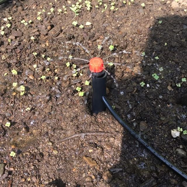 Trying drip irrigation in the greenhouse for the first time.  It’s a really late start but the rutabaga and melon seeds popped up in just three days so we’ll see if we get a crop.