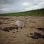 The chimerical Sea Stag of Maine.